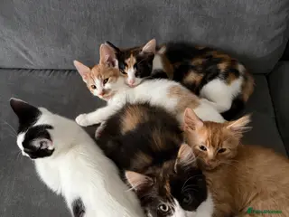 Domestic Shorthair cats Adorable Kittens Ready for Their Forever Homes - Advert 6
