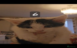 Mixed Breed cats for sale: Kittens  - Image 14