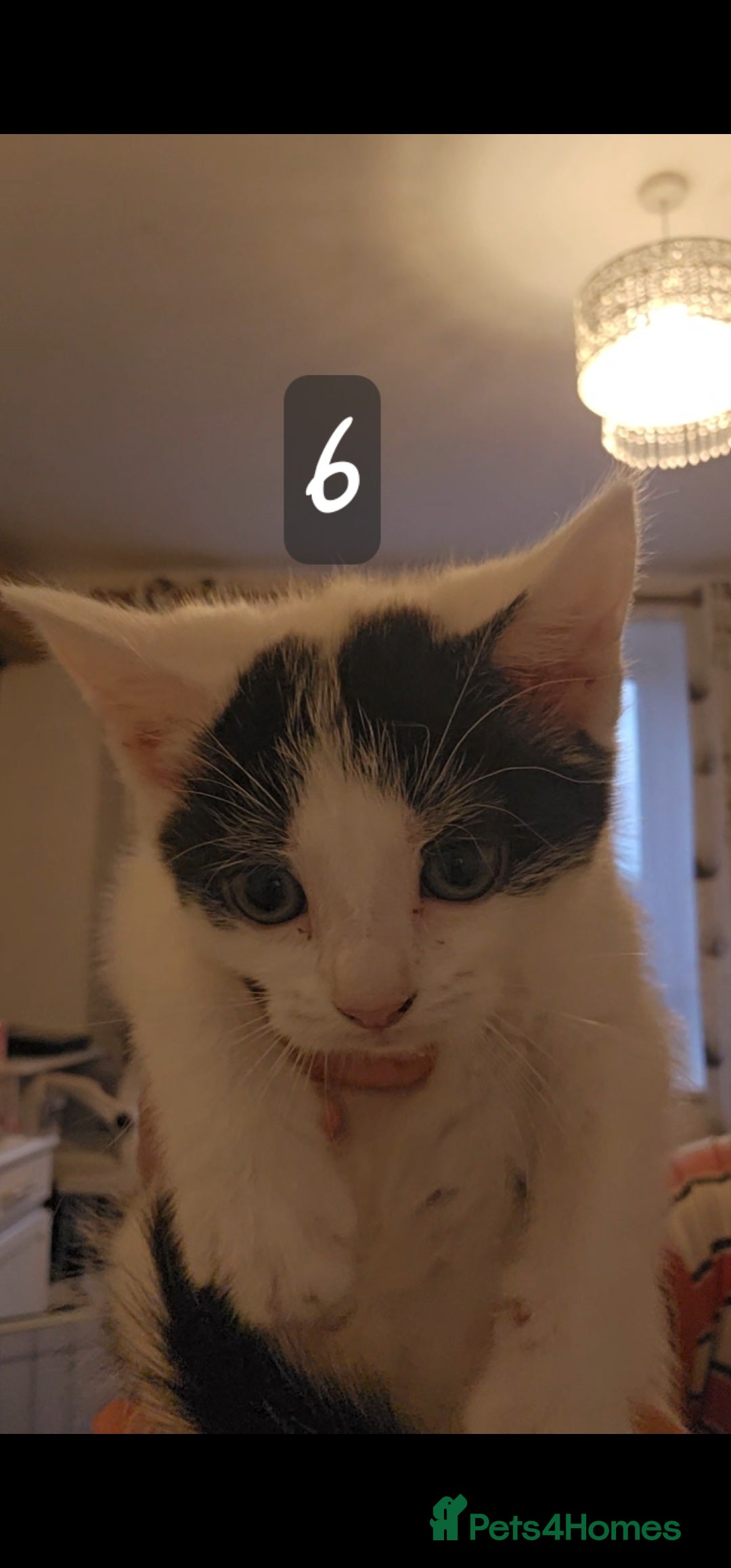 Mixed Breed cats for sale: Kittens  - Image 14