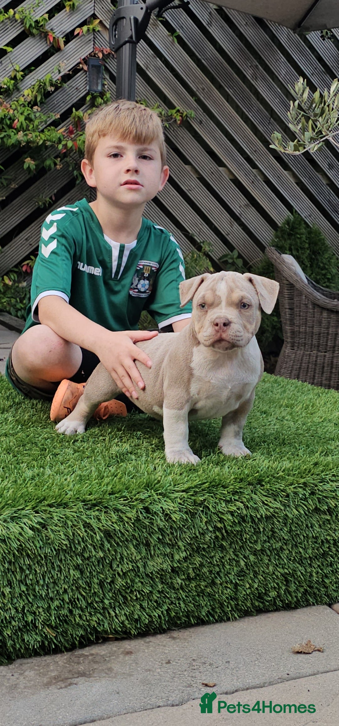 American Bully dogs Cowboyline pocket bullies (11 weeks old) - Advert 2