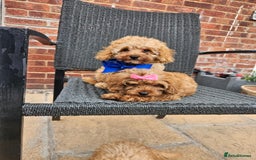 Cavapoo dogs for sale: F1b red cavapoo  - Image 5