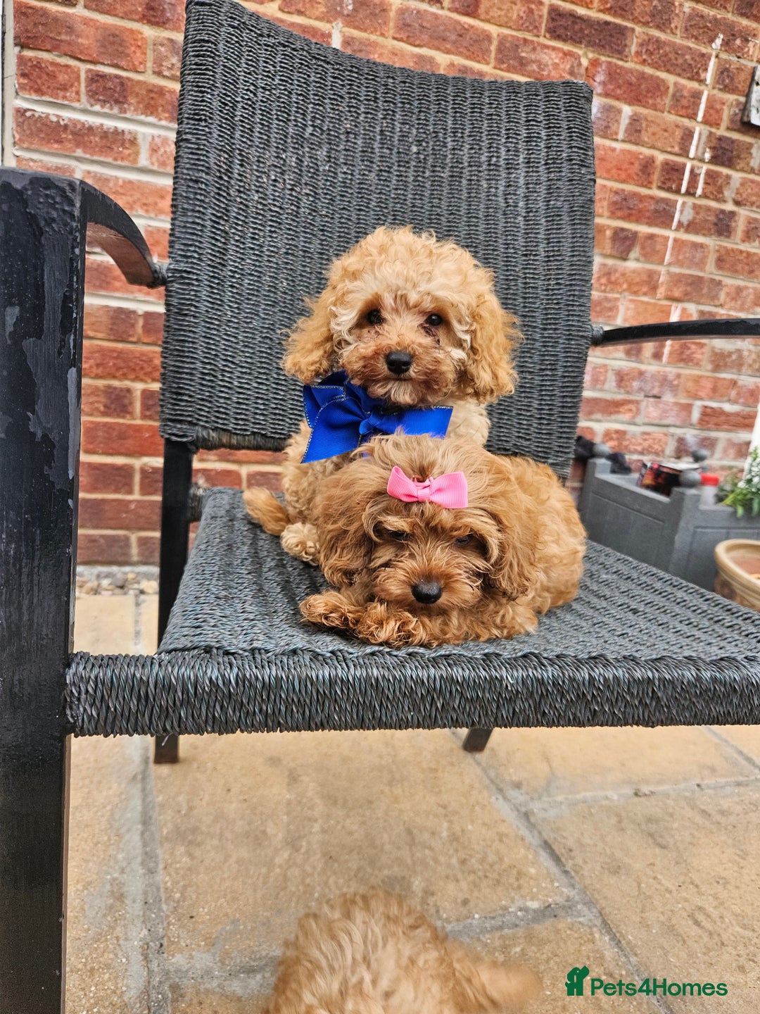 Cavapoo dogs for sale: F1b red cavapoo  - Image 5