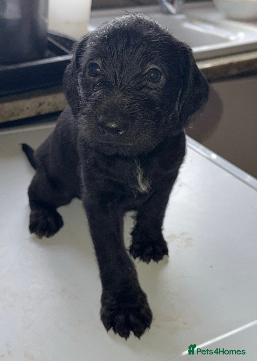 Mixed Breed dogs Pointer/spaniel cross Bedlington  - Advert 3