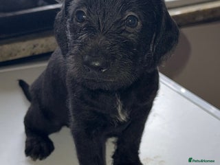 Mixed Breed dogs Pointer/spaniel cross Bedlington - Advert 3