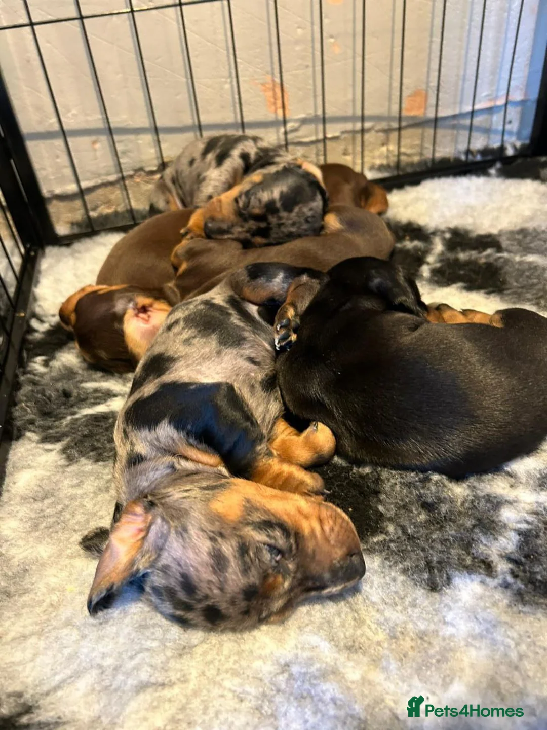 Miniature Dachshund dogs for sale: ADORABLE PUPPIES - Advert 10