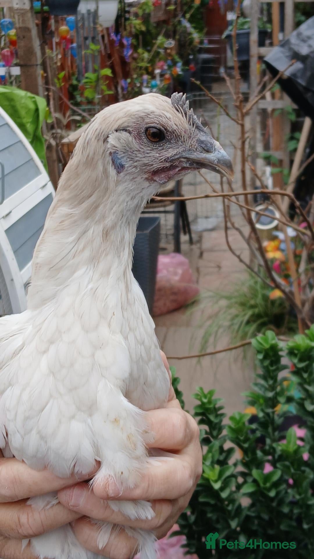 Chickens poultry Chicken & geese forsale  - Advert 7
