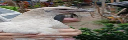 Chickens poultry for sale: Chickens & geese forsale  - Advert 8