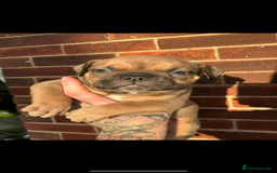 American Bully dogs for sale: Pocket bully male  - Advert 3