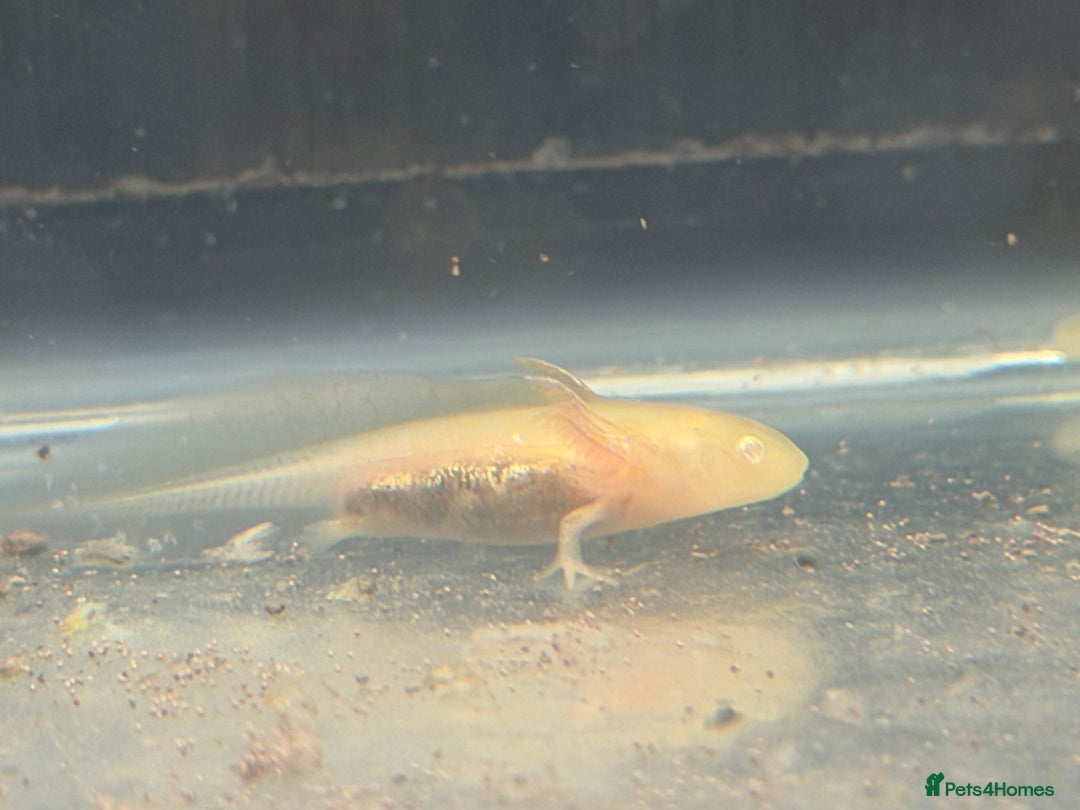 Axolotl reptiles for sale: Axolotl - Advert 11
