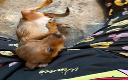 Chihuahua dogs for sale: Lily deer head chihuahua - Advert 2