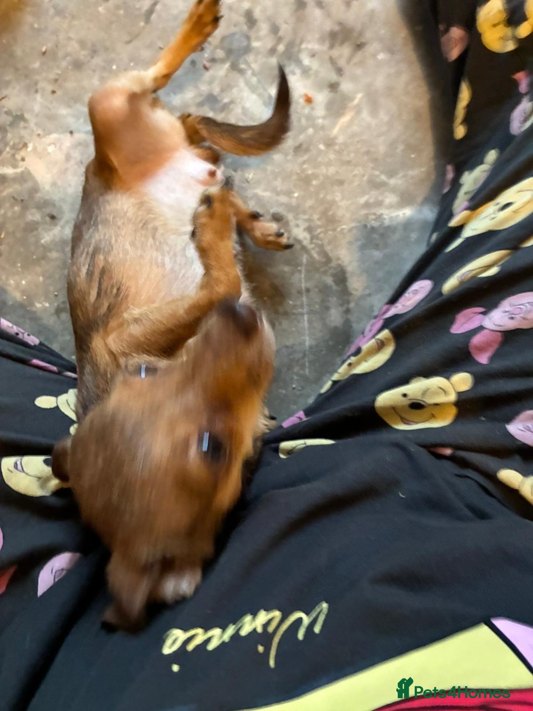 Chihuahua dogs for sale: Lily deer head chihuahua - Advert 2