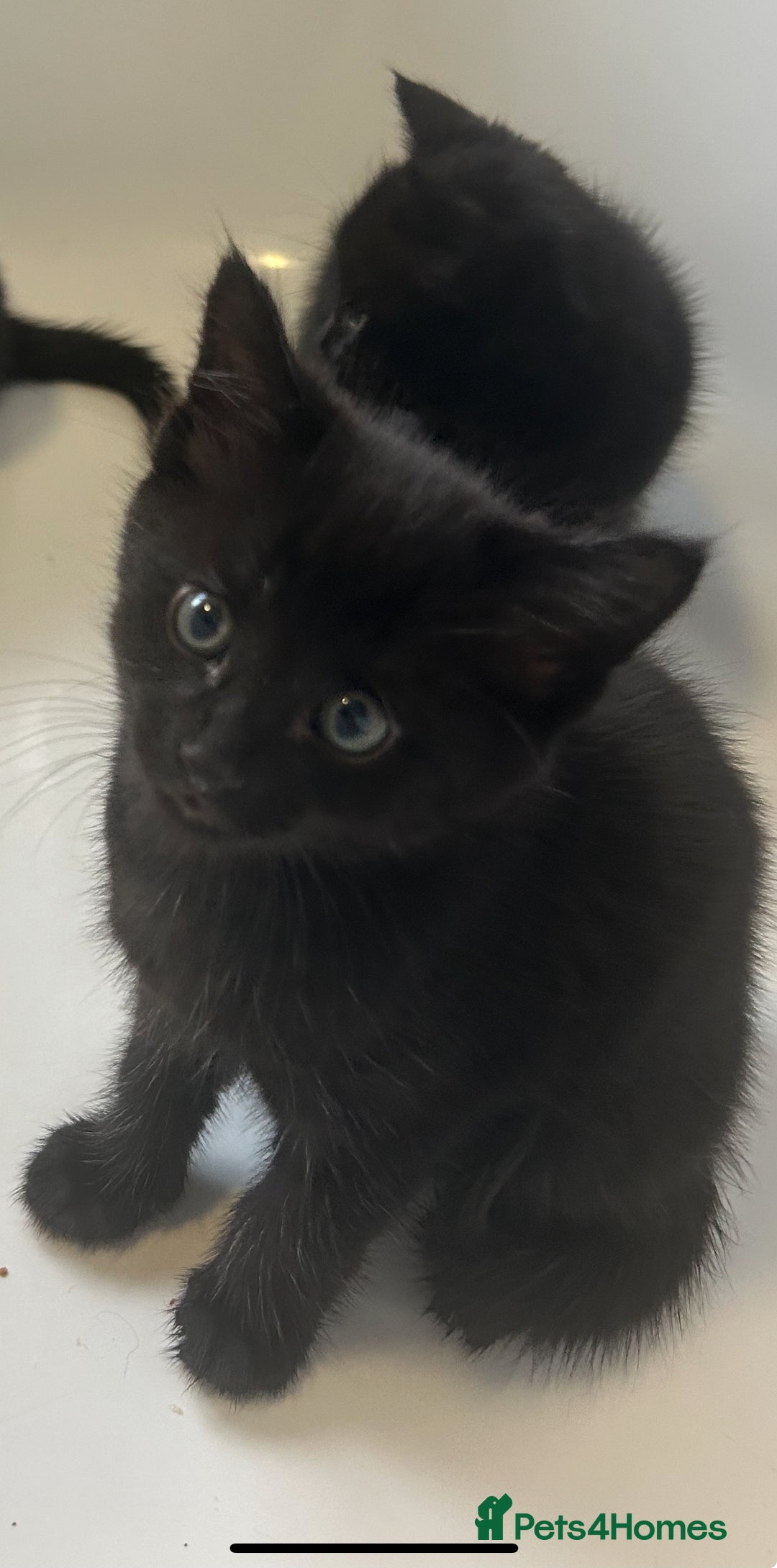 Mixed Breed cats for sale: 4 kittens looking for their forever home  - Advert 8