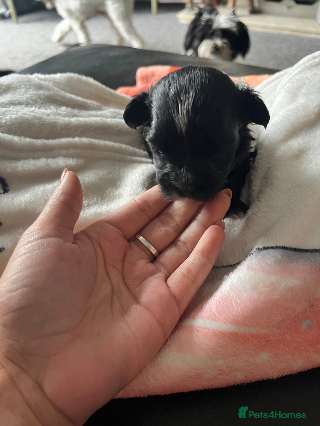 Mixed Breed dogs for sale: Maltese cross Chinese crested puppies for sale - Image 13