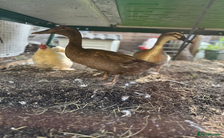 Ducks poultry - Advert 1