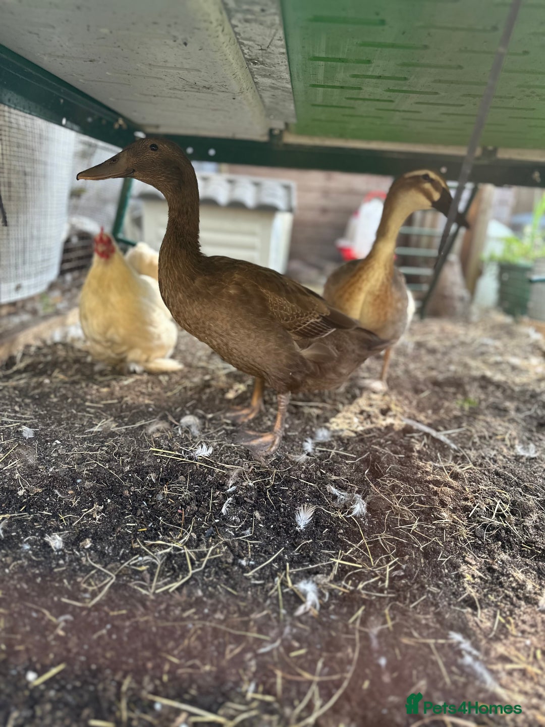 Ducks poultry for sale: 2 Indian runner sucks female  - Image 1