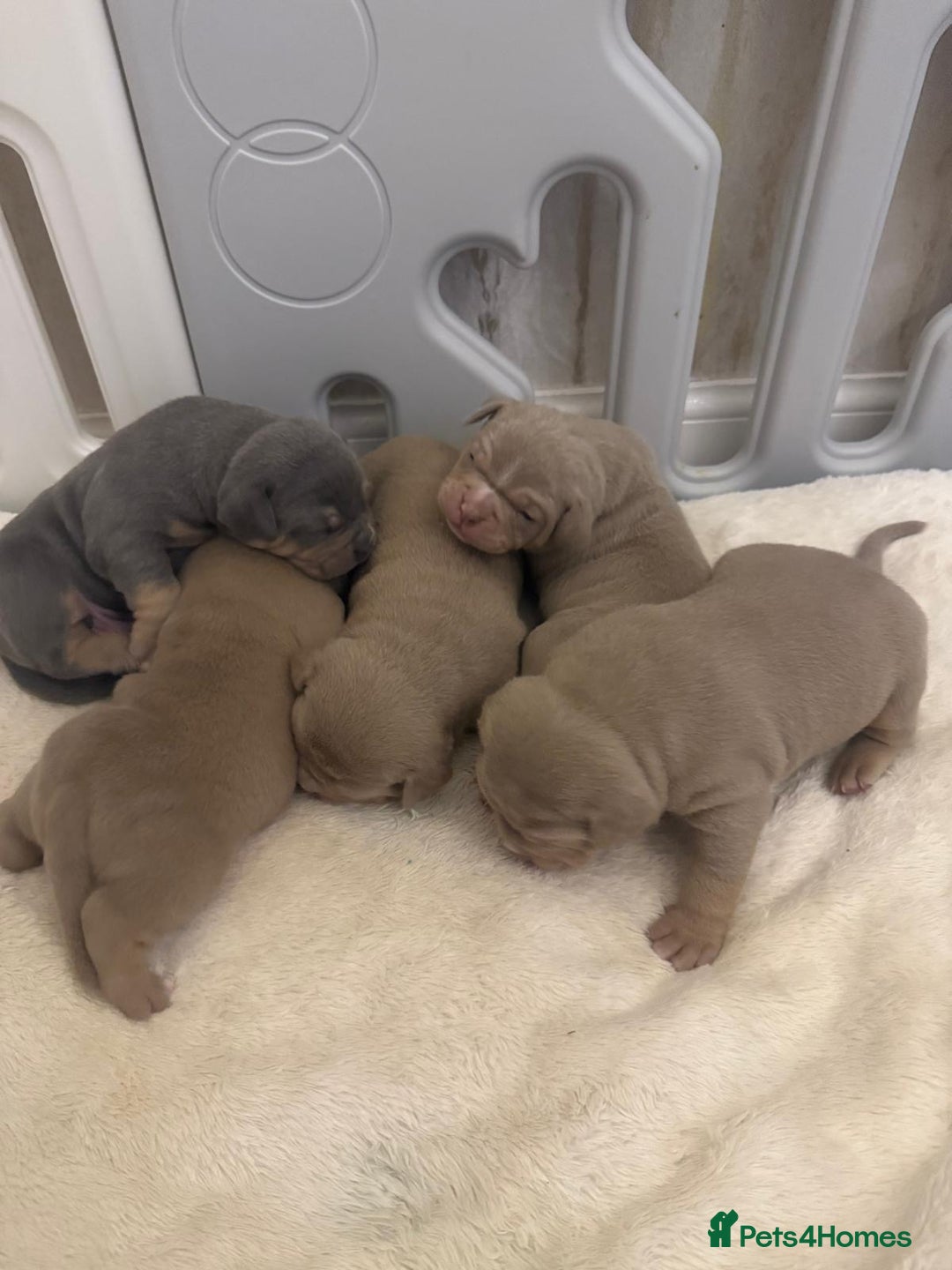 American Bully dogs for sale: Pocket bully pups - Advert 15