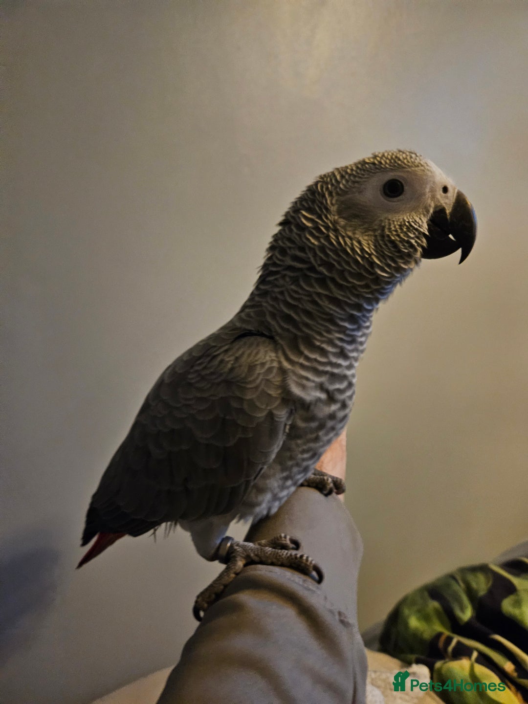 Parrots birds for sale: Baby female african grey super tame - Advert 1