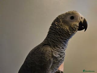 Parrots birds Baby female african grey super tame - Advert 8
