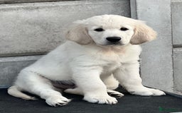 Golden Retriever dogs for sale: Stunning Puppies Ready Now (Updated pics) - Image 12