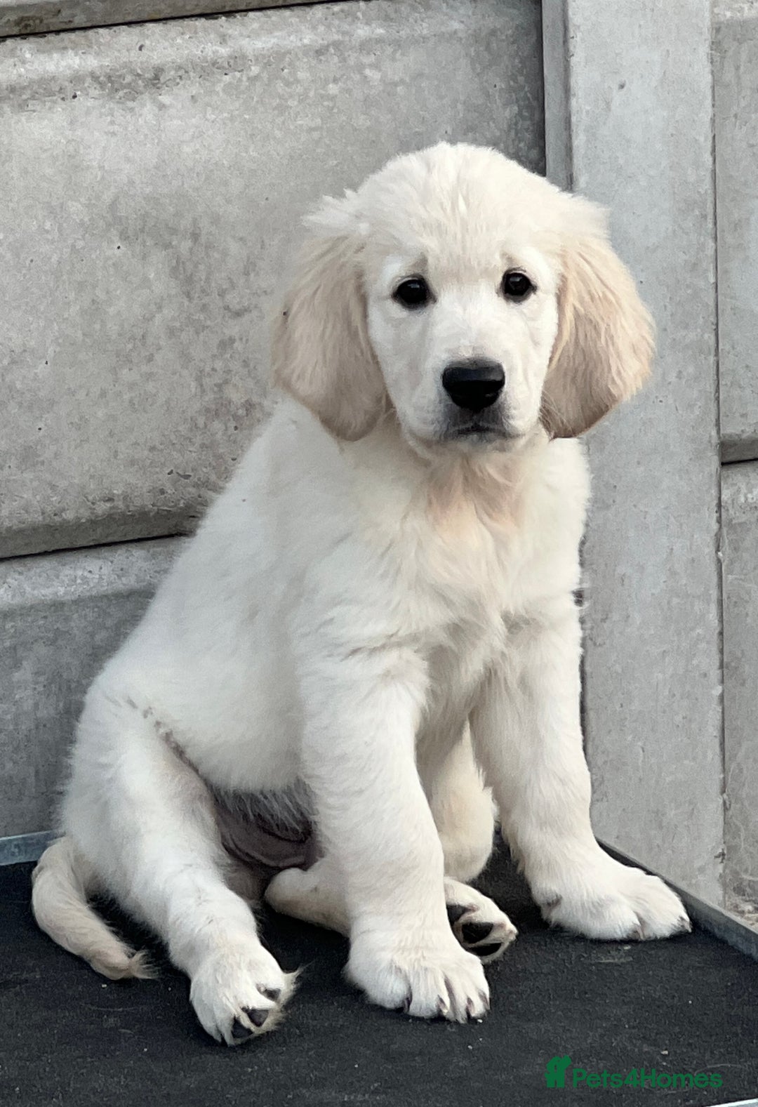 Golden Retriever dogs for sale: Stunning Puppies Ready Now (Updated pics) - Image 12