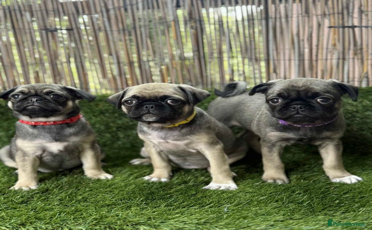 Pug dogs - Advert 4