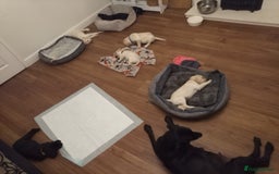 Labrador Retriever dogs for sale: Equal parts adventure and sofa buddies (Labradors) - Image 14