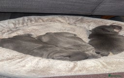 French Bulldog dogs for sale: 3 beautiful frenchie boys  - Image 9