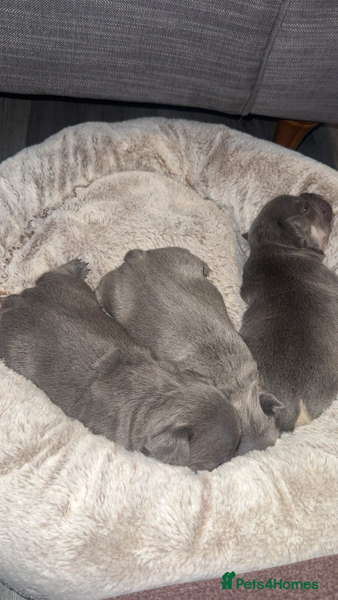 French Bulldog dogs for sale: 3 beautiful frenchie boys  - Image 9