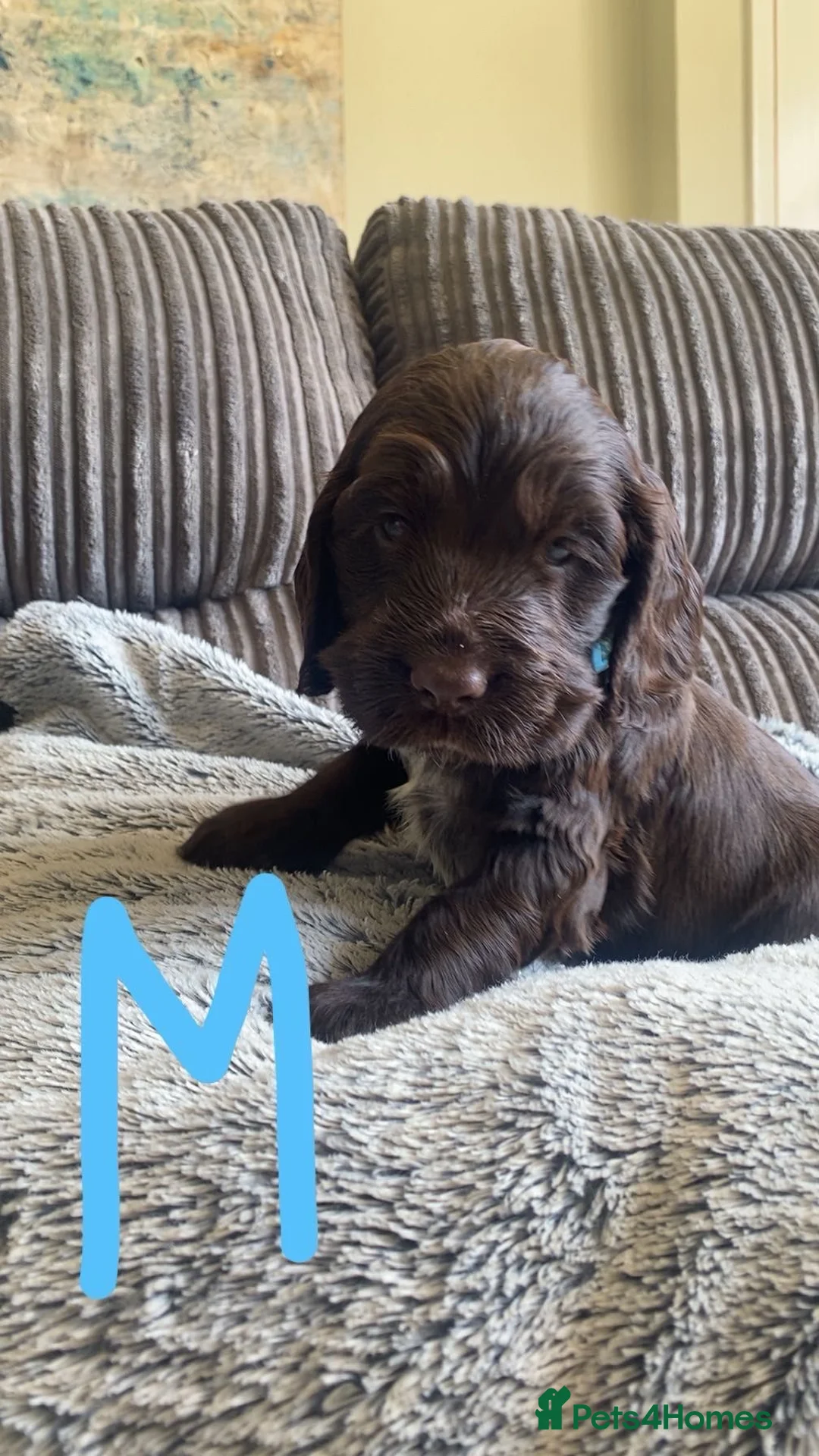 Cocker Spaniel dogs for sale: 100%show cocker spanials - Advert 2