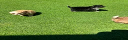 Chihuahua dogs for sale: Chihuahua puppies - Advert 2