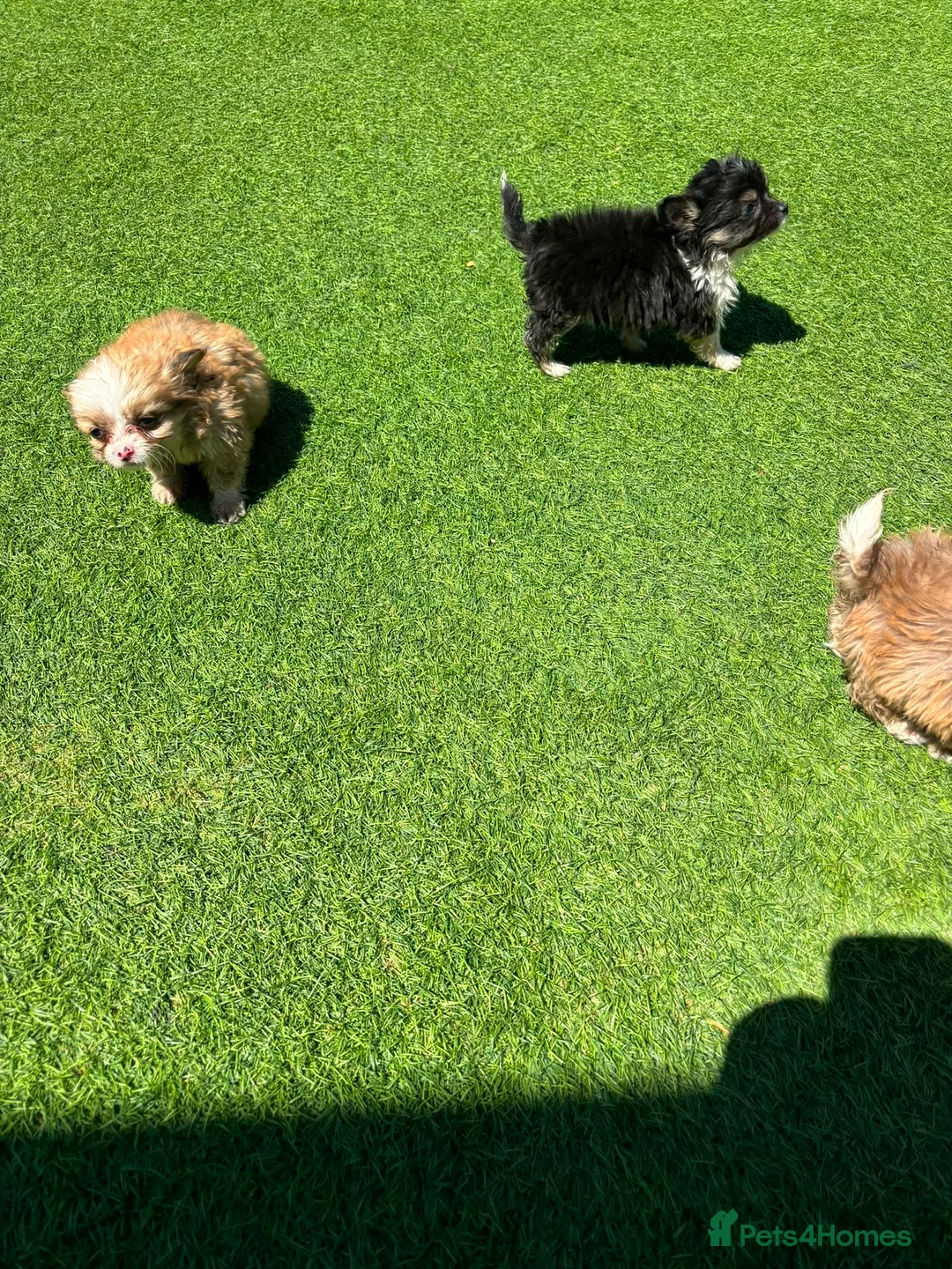 Chihuahua dogs for sale: Chihuahua puppies - Advert 2