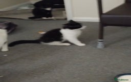 British Longhair cats for sale: Big boy - Image 2