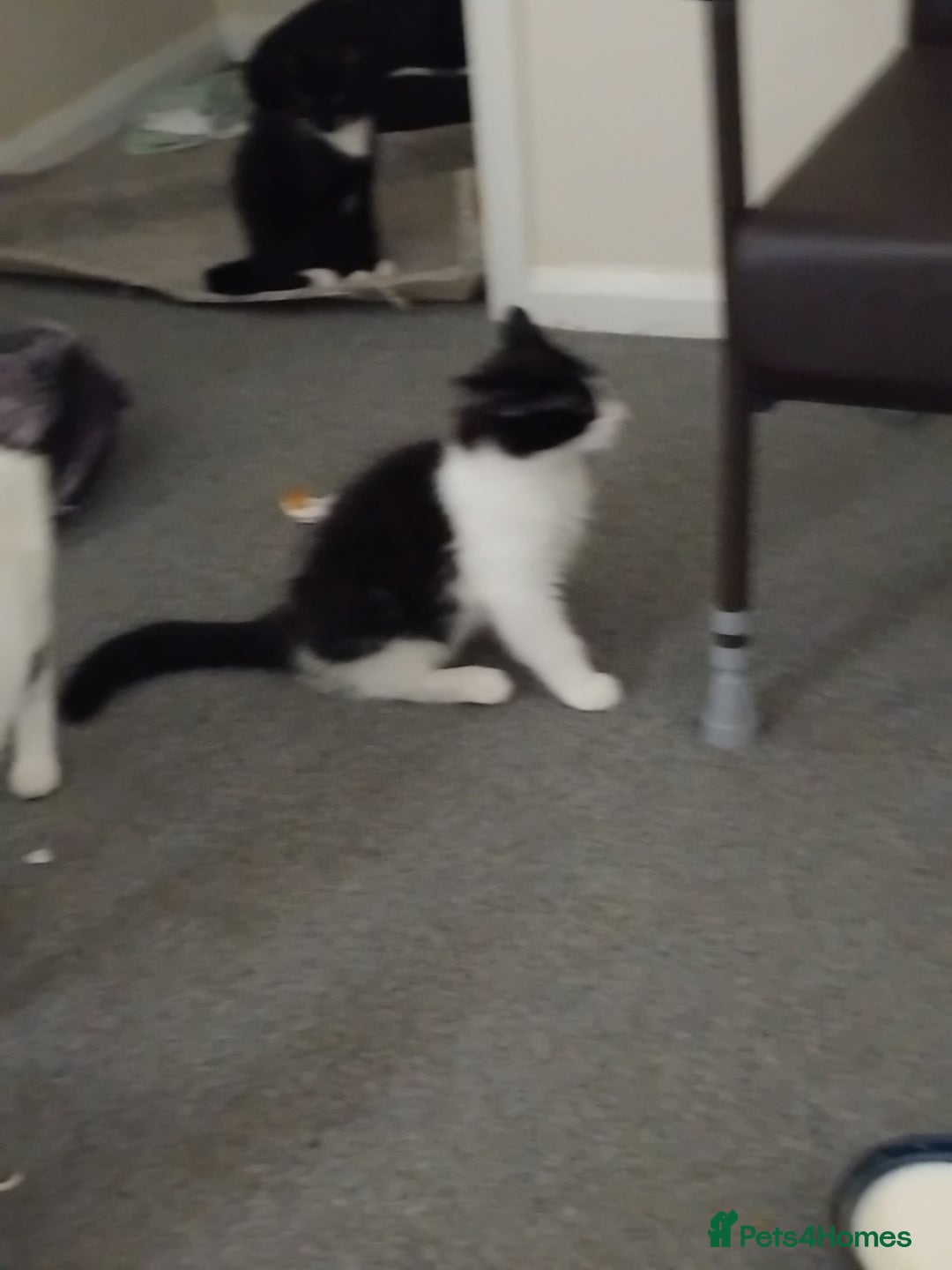 British Longhair cats for sale: Big boy - Image 2