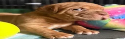 Dogue De Bordeaux dogs for sale: KC Dogue de Bordeaux Puppies with champions.  - Advert 2