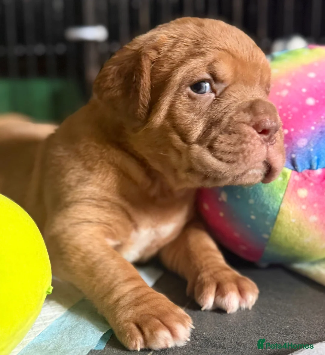 Dogue De Bordeaux dogs for sale: KC Dogue de Bordeaux Puppies with champions.  - Advert 2