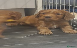 Cocker Spaniel dogs for sale: Working cocker spaniels READY NOW - Image 7