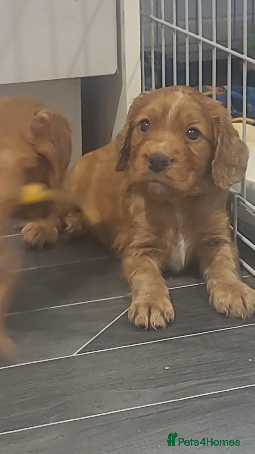 Cocker Spaniel dogs for sale: Working cocker spaniels READY NOW - Image 7