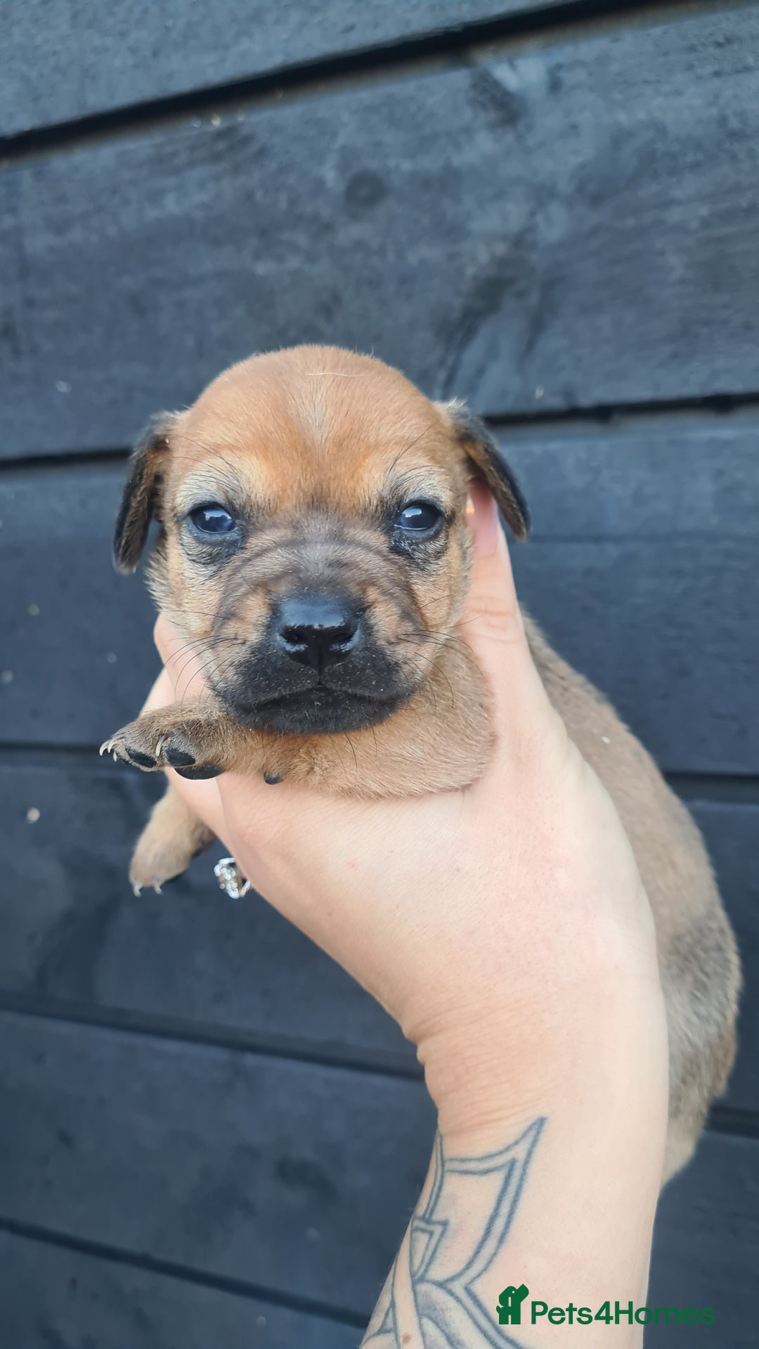 Mixed Breed dogs for sale: Patterjack x daxies pups available  - Advert 7