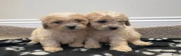 Cavapoo dogs for sale: Extensively health tested Cavapoo puppy’s  - Advert 6