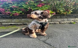 Cockapoo dogs for stud: STUD - Cockapoo (Chocolate Merle)  - Image 3