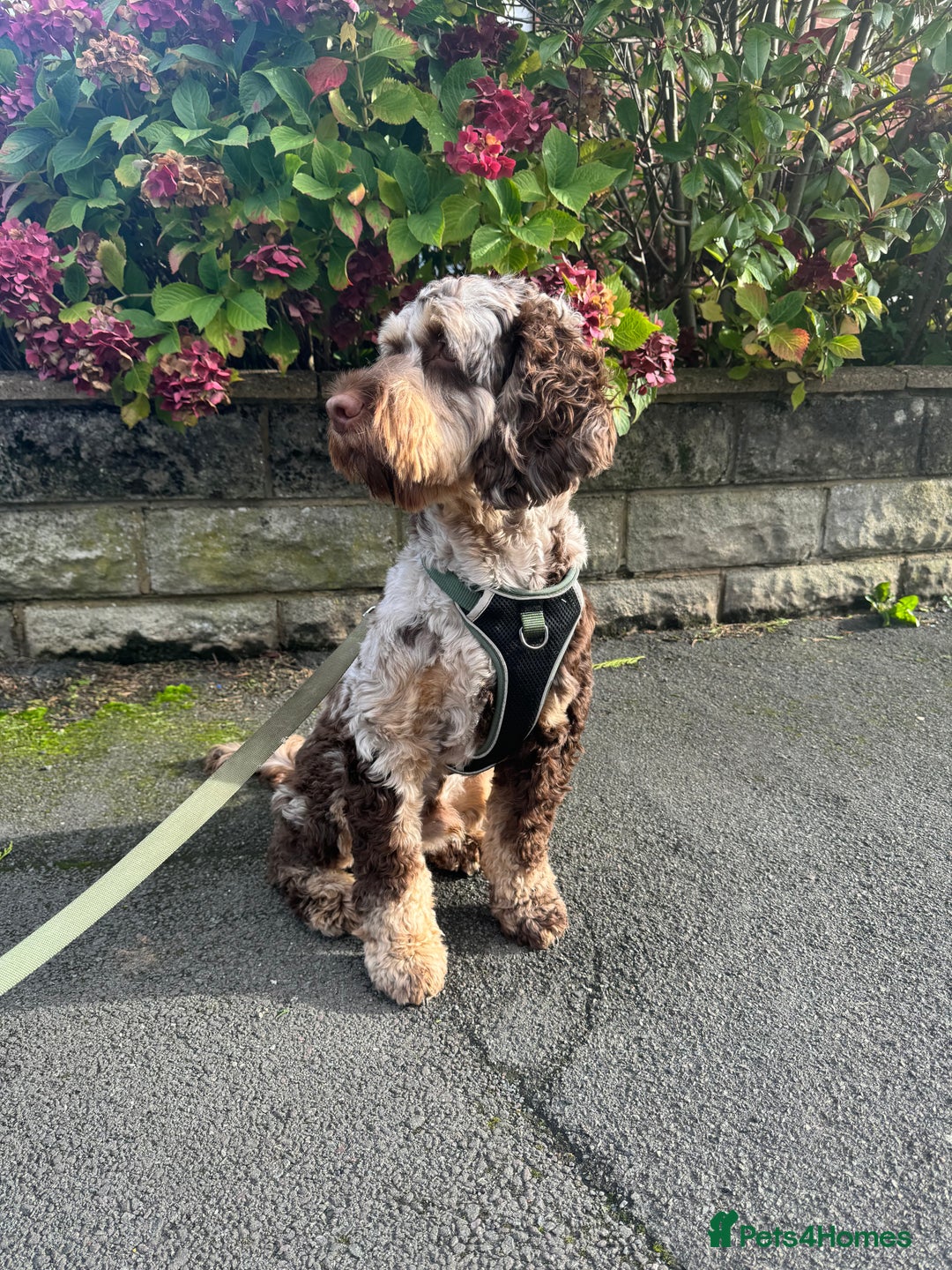Cockapoo dogs for stud: STUD - Cockapoo (Chocolate Merle)  - Image 3