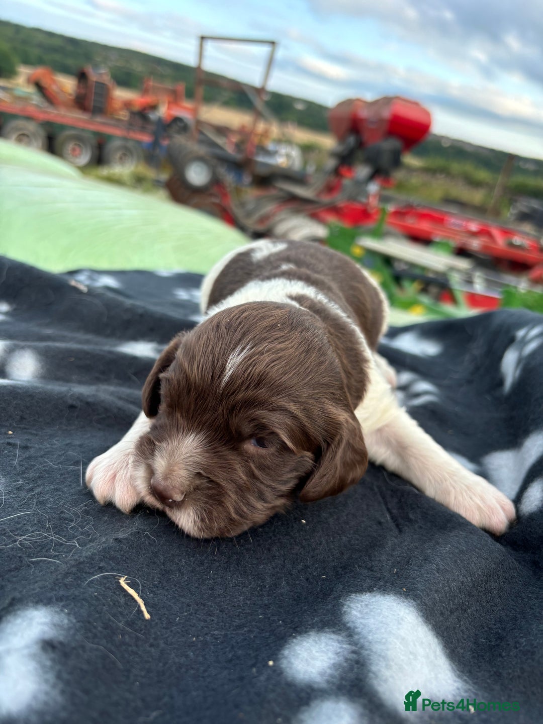 English Springer Spaniel dogs for sale: Gorgeous marked English Springer Spaniel pups  - Image 25