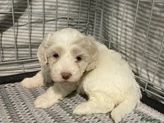 Shihpoo dogs 1 Shih poo girl left - Advert 1
