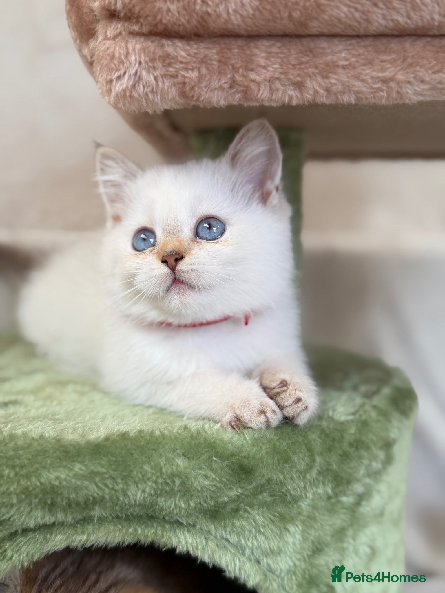 British Shorthair cats British Sh golden odd /blue eyed kittens GCCF  - Advert 5