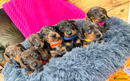 Miniature Dachshund dogs for sale: Beautiful bunch of girls /boy 🩷✨ Kc mini pups   - Image 1
