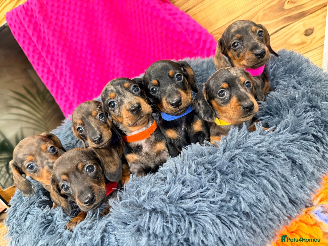 Miniature Dachshund dogs for sale: Beautiful bunch of girls /boy 🩷✨ Kc mini pups   - Image 1