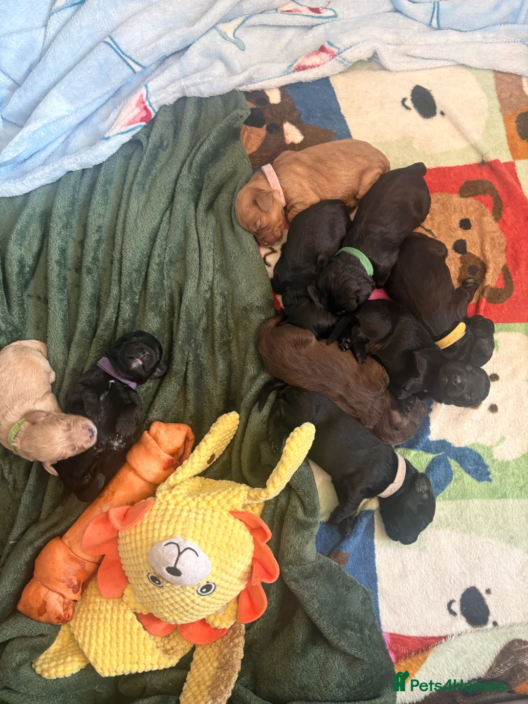 Cockapoo dogs for sale: F1B cockapoo puppies available - Advert 2