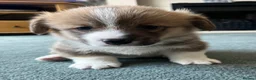 Welsh Corgi Pembroke dogs for sale: Welsh Pembroke Corgi - Advert 27