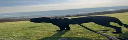 Cane Corso dogs for stud: Pure Jet-Black 70kg Cane Corso (Rare) in London - Advert 8