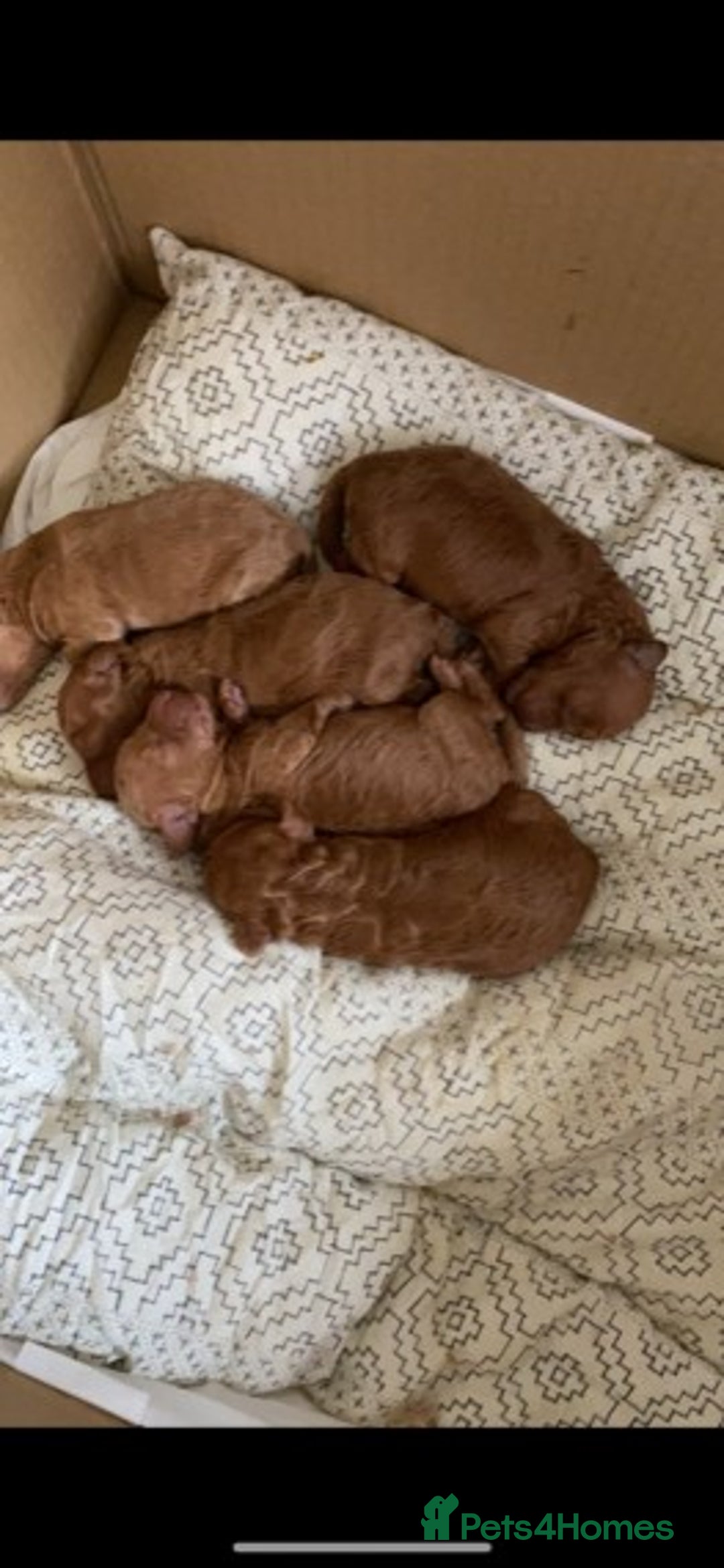 Poodle dogs for stud: Extensively Heath Tested Deep Red Tiny Toy Poodle in Mansfield - Image 16